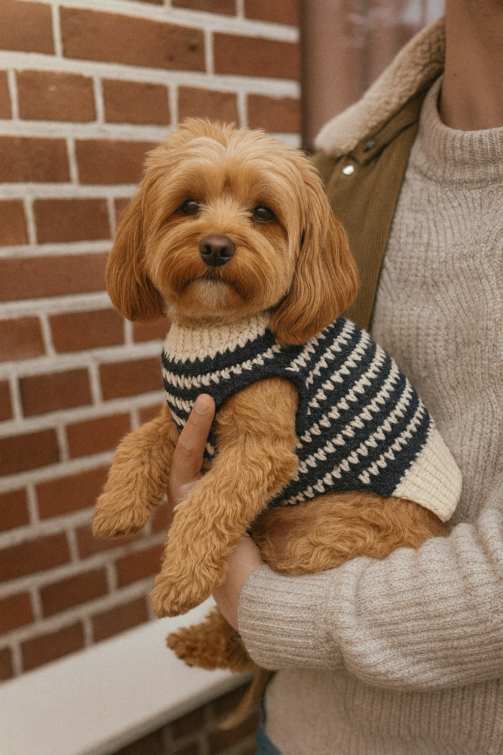 Pull pour chien au crochet | Taille et couleur personnalisées | XS–XL